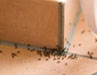 4 FIXABLE CAUSES OF AN ANT INFESTATION IN YOUR HOME