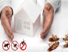 10 PEST CONTROL TIPS: KEEP BUGS, INSECTS, AND MICE OUT OF YOUR HOME